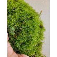 ราคา Rica Moss เวียดนาม มอส Terrarium สวนขวด (25221007155)
