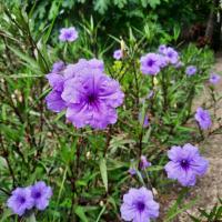 ราคา ต้นฟ้าประทานพร หรือ ต้อยติ่งฝรั่ง (14698077294)