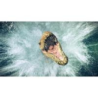 ราคา [PC GAME] แผ่นเกมส์ Jurassic World Evolution 2 PC (19443047181)