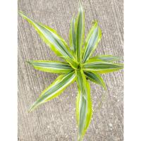 ราคา ต้นวาสนาราชินี3สี ไม้มงคลประจำบ้านเรียกโชคลาภเสริมวาสนาบารมี (21154637415)