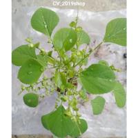 ราคา ตำแยแมว จัดส่งแบบห่อราก (14133729911)