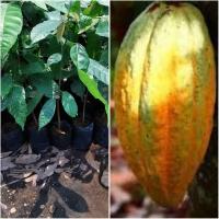 ราคา ต้นกล้าโกโก้ชุมพรขนาด50ซม.(1ชุด2ต้น) (5424709658)