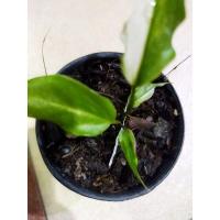 ราคา ต้นโชคเก้าชั้นด่างต้นนี้ติดชมพู (3072375560)