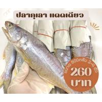 ราคา ปลากุเลาแดดเดียว ไซส์จัมโบ้ หอมมัน [500กรัม] 280บาท (18553204189)