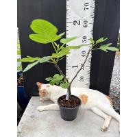 ราคา มะเดื่อฝรั่ง fig พันธุ์ Green ischia (27015879632)