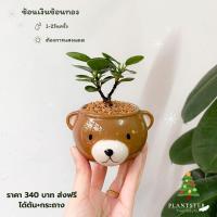 ราคา ต้น ช้อนเงินช้อนทอง สวยๆ (5973944071)