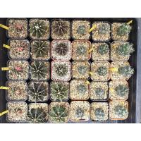 ราคา แคคตัสจัดชุด3ต้น แคคตัสช้าง ยิมโนด่าง แอลบีไฮบริด ไม้เมล็ด (3176613681)