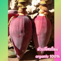 ราคา หัวปลีสดใหม่ จากสวนเกษตรอินทรีย์ปลอดภัย 100% จ้า (9877457285)