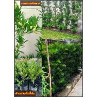 ราคา ต้นสนใบพาย สนใบพาย Podocarpus polystachyus ทำรั้วต้นไม้ ไม้แนวรั้ว ปลูกทำรั้ว ทำรั้ว รั้วต้นไม้ / eertnom (26184947860)