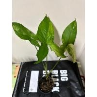 ราคา No.3 ต้นเงินไหลมา (ด่างขาว) (20791561708)