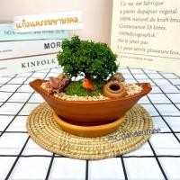 ราคา [ต้นไม้จริง]สวนถาดไม้มงคล บอนไซแก้วแคระมงคล**ต้นไม้คัดฟอร์มสวยทุกต้น** (6756521606)
