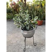 ราคา ต้นกวักเงินกวักทอง/นางกวักเรียกทรัพย์ (8215304304)