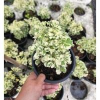 ราคา เล็บครุฑใบผักชี เล็บครุฑด่าง ไม้มงคลส่งพร้อมกระถาง5-6นิ้ว (17581904787)