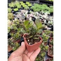 ราคา คลาสซูล่า ใบแดง ไม้อวบไม้มงคล ไม้สวรรค์หรือต้นใบเงิน ขอบแแดงสวยงามน่ารักๆ กระถาง 2 นิ้ว (15160893922)