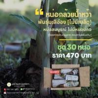 ราคา หน่อกล้วยน้ำว้าพันธุ์มะลิอ่องแท้ ชุด30หน่อ470บาท (27664638282)