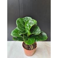 ราคา ไทรใบสัก ไม้ใบ ไม้ฟอกอากาศไซต์มินิ (8555753836)