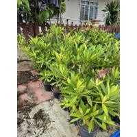 ราคา ต้นกระดิ่งนางฟ้า สูง 1 เมตร (29087529307)