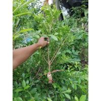 ราคา กิ่งตอนไทรเกาหลีชุด 10 กิ่ง 99 บาท (43061195776)