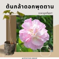 ราคา ต้นดอกพุดตาน ปลูกเพื่อความมั่นคงแก่บ้าน (16590571075)