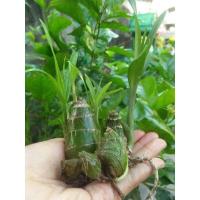 ราคา ว่านช้างผสมโขลง พญาเทครัว 7หัว20บาท (6151025790)