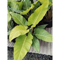 ราคา เศรษฐีรวยทรัพย์ สีทอง  Philodendron sp. Ruaysap Philodendron sp. 'Setthimisap Philodendron melinonii ghost  (42508309295)