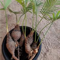 ราคา ต้นปรงชะเมา หน่อต้น ปรงชะเมา ขนาดจิ๋ว 20-25 เซนติเมตร ขนาดเล็ก (9672512350)