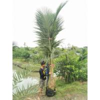 ราคา ต้นมะพร้าวน้ำหอมต้นเตี้ยขุดล้อมสูง​ 3 เมตร (7014671603)