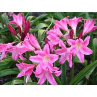 ราคา Crinum Carnival jumbo พลับพลึงดอกด่างสีขมพูเข้มหวาน (20191688638)