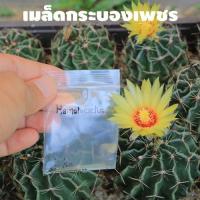 ราคา เมล็ดกระบองเพชร Hamatocactus ดอกเหลือง กลิ่นหอม เมล็ดเก็บใหม่ 100 เมล็ด (2300523211)