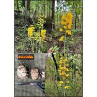 ราคา 5หัว เอื้องบุษราคัม ว่านเหลืองบุษราคัม เหลืองบุษราคัม Eulophai flava / tikarus (41561890829)