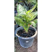 ราคา ต้นเศรษฐีรับเงินไม้มงคลเป็นไม้ฟอกอากาศต้นไม้เสริมทรัพย์ (26372807910)