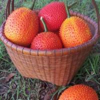 ราคา เมล็ด​ฟักข้าว​ปลอด​สาร​ (5664074892)