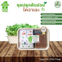 ราคา ชุดปลูกต้นอ่อนไควาเระ ต้นอ่อนออร์แกนิก Microgreen สำหรับคนรักสุขภาพ ชุดปลูกไมโครกรีนปลูกง่ายโตไว (15554504507)