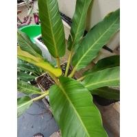 ราคา ต้นเศรษฐีรวยทรัพย์ ต้นเเศรษฐีมีทรัพย์ ไม้มงคล ส่งเสริมบารมี (11710602800)