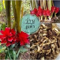 ราคา ว่านงูเห่า 1หัวพันธุ์ หายาก ดอกสวย ว่านมงคล สมุนไพร พรรณไม้หายาก ไม้ดอกไม้ประดับ (24005806601)