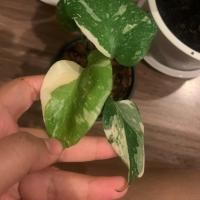 ราคา มอนสเตอร่าด่าง(thai con) (7837789322)