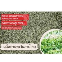 ราคา เมล็ดทานตะวันเพาะกินต้นอ่อน เมล็ดทานตะวันงอก อัตราการงอก 95% มีทั้งราคาปลีก-ส่ง (22631252582)