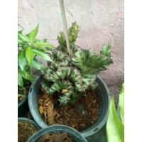 ราคา หยกมังกรลาย,หยกนำโชค กว้าง>6นิ้ว สูง4นิ้ว ส่งทั้งกระถางดำ (4157669586)