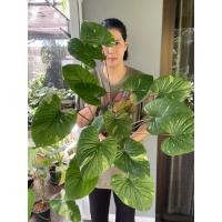 ราคา เสน่ห์จันทร์ประกายดาว (13557648823)