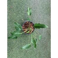 ราคา Philodendron Xanadu ฟิโลเดนดรอน ซานาดูแคระ มือใหม่ต้องมี ช่วยฟอกอากาศ (9541899503)