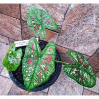 ราคา บอนสี "ไทยนิยม" ไม้กระแสที่กำลังมาแรงในขณะนี้ (13020889262)