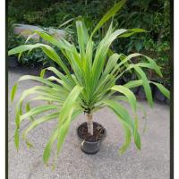 ราคา ขาย ต้นจันผาต้นใหญ่ไม่ต้องรอนาน สูงประมาณ 50 ซม ขึ้นไป กระถาง11นิ้วพร้อมปลูกเสียหายจากขนส่งเคลมฟรีค่ะ (19100772949)