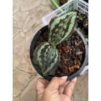 ราคา ว่านนกคุ้ม คล้านกคุ้ม ว่านคงกระพันชาตรี ส่งพร้อมกระถาง 4-5 นิ้ว (10911380579)