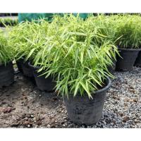 ราคา ต้นไผ่เงิน ไผ่แมว หญ้าแมว พร้อมกระถาง 8 นิ้ว (20459396202)