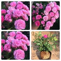 ราคา ต้นกุหลาบหนูพวงร้อยช่อ ถุงละ 150-250 บาท ส่งยกต้นพร้อมดอก (4415802571)