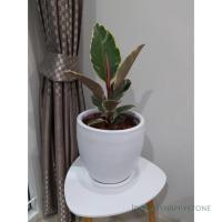 ราคา ต้นยางอินเดียด่างขาว (4438676957)