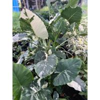 ราคา ต้นบอนกระดาษด่างด่างสวย (10363607480)