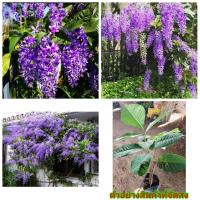 ราคา (2ต้น) (ขาย ต้นพันธุ์) ต้น ดอก พวงคราม ออสเตรเลีย ดอกใหญ่ นภัสสร (5069415473)