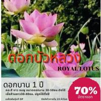 ราคา เมล็ดพันธุ์ ดอกบัวหลวง Royal lotus บัวหลวง (คละสี ชมพู/ขาว) ผักอบกรอบ ผักกรอบ เมล็ดพันธุ์ เมล็ดพันธุ์ดอก (12784465799)