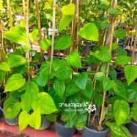 ราคา ต้นพลูกินหมาก พลูเหลือง (10055973236)